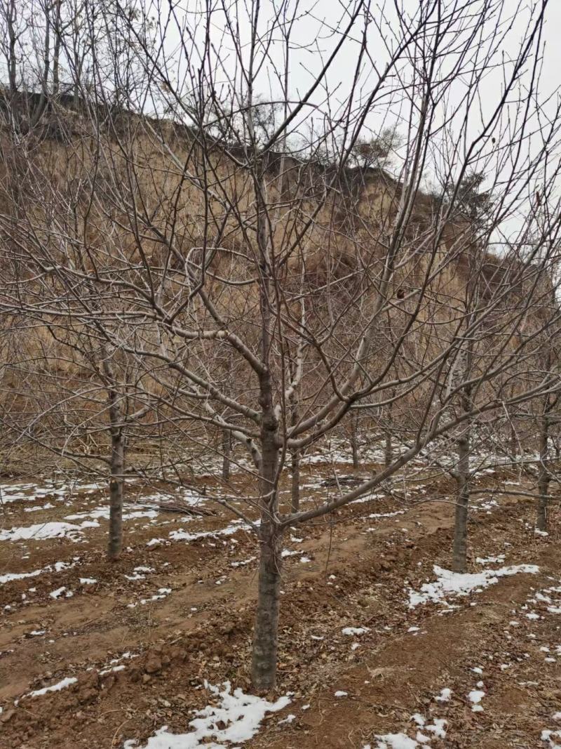 【精品】梨树1/25公分，现挖现发，物美价廉，欢迎选购