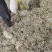 全新2021年纯野生艾叶，机包货