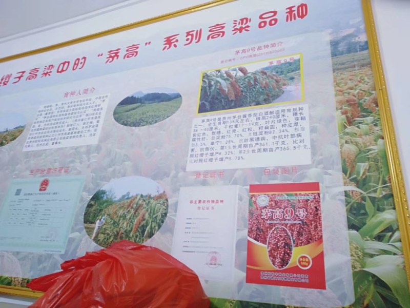 红缨子系列高梁种子，茅高八号九号，茅台红，红缨糯，等