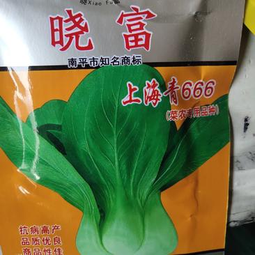 上海青菜种，菜农专用品种。较耐寒