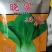 上海青菜种，菜农专用品种。较耐寒