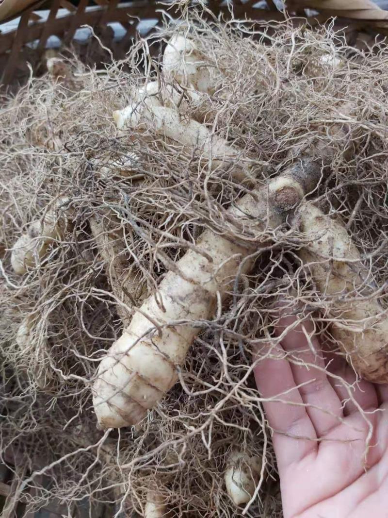 玉竹