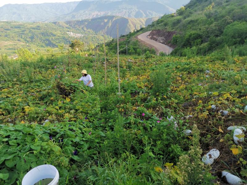 玉溪峨山小香冬瓜20吨大量上市，价格美丽，洽谈