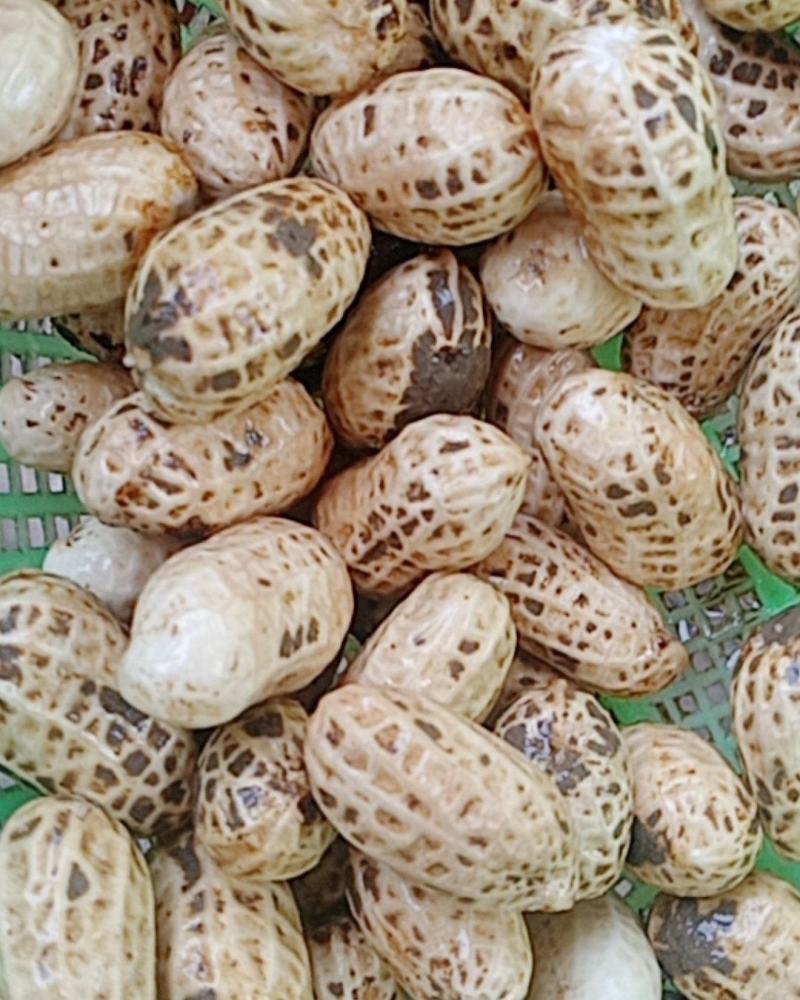 【自家种植花生花生米】身干无杂，种植面积千亩，保质保量