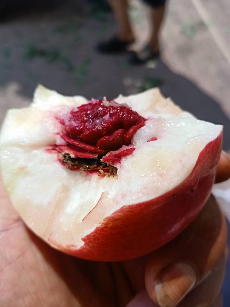 周至油桃大量上市通货货源充足