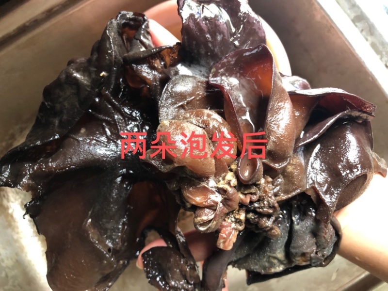 新货头茬毛木耳地摊热卖大木耳火锅串串食堂专供
