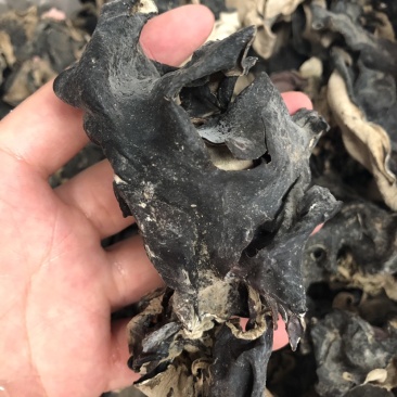 新货头茬毛木耳地摊热卖大木耳火锅串串食堂专供