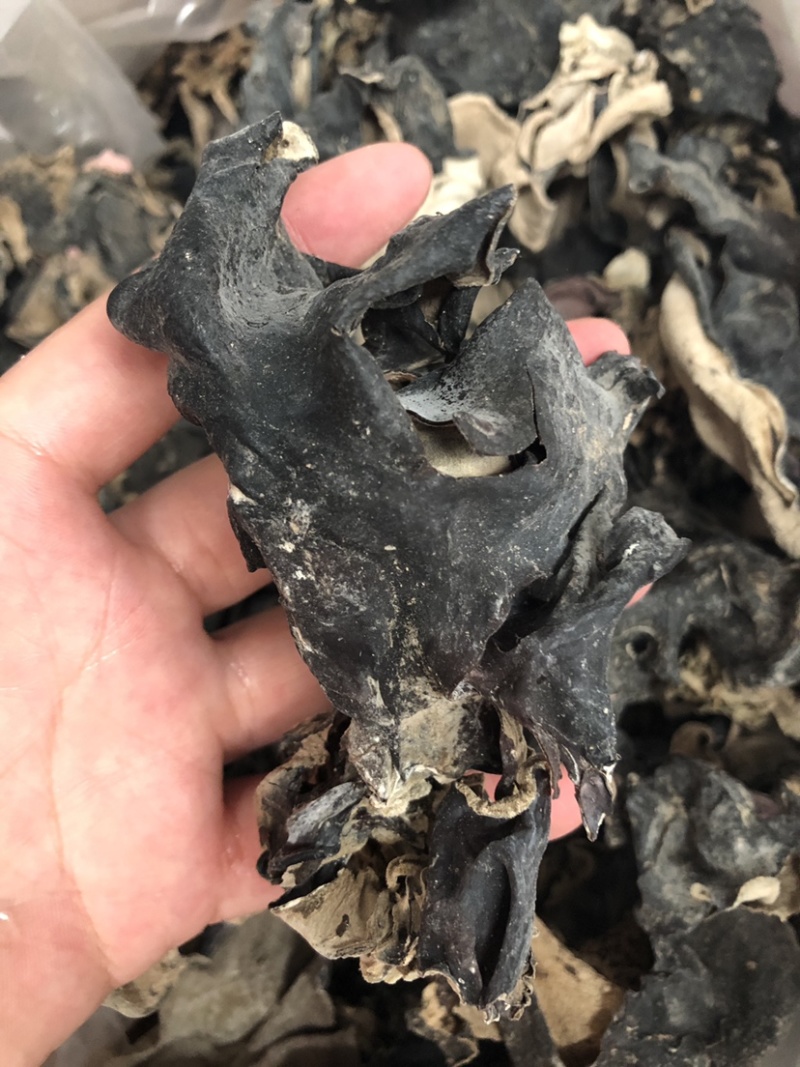 新货头茬毛木耳地摊热卖大木耳火锅串串食堂专供