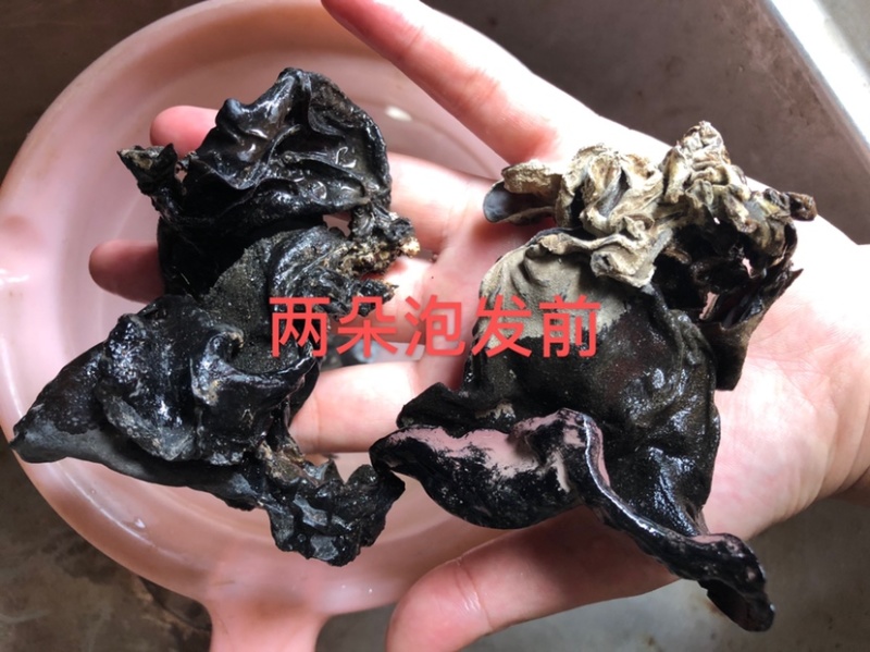 新货头茬毛木耳地摊热卖大木耳火锅串串食堂专供