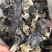 新货头茬毛木耳地摊热卖大木耳火锅串串食堂专供