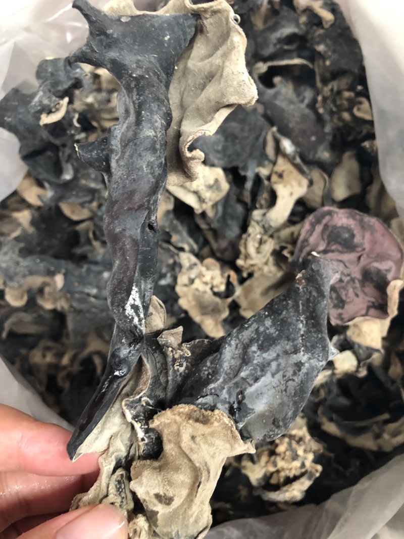 新货头茬毛木耳地摊热卖大木耳火锅串串食堂专供
