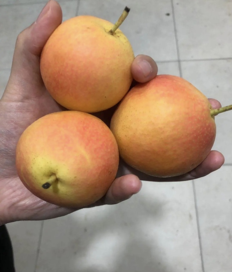 东北南果，甜脆可口，产地供货，常年代收。