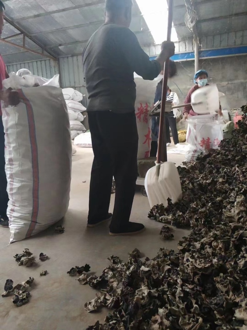 新货头茬毛木耳地摊热卖大木耳火锅串串食堂专供