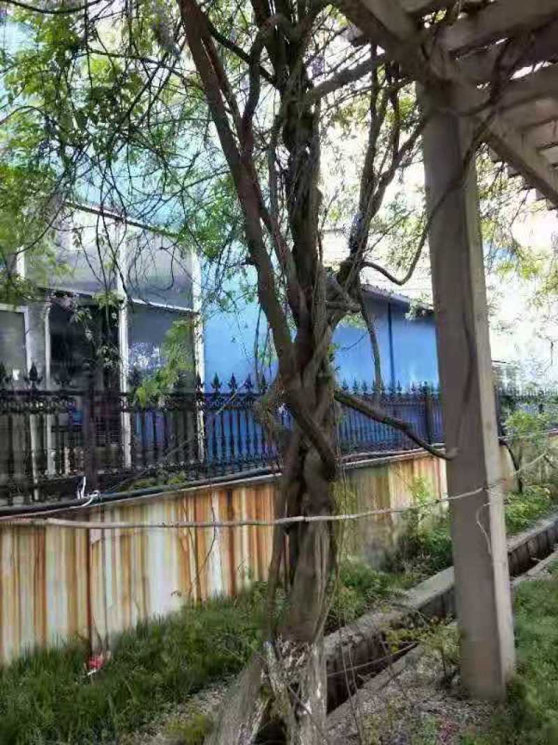 紫藤/绿化苗木/藤本植物/紫藤绿化/植树造林/乔灌木苗