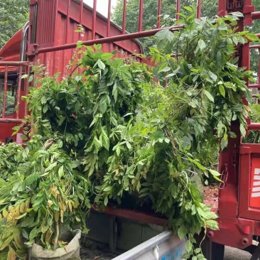 紫藤/绿化苗木/藤本植物/紫藤绿化/植树造林/乔灌木苗