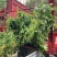 紫藤/绿化苗木/藤本植物/紫藤绿化/植树造林/乔灌木苗