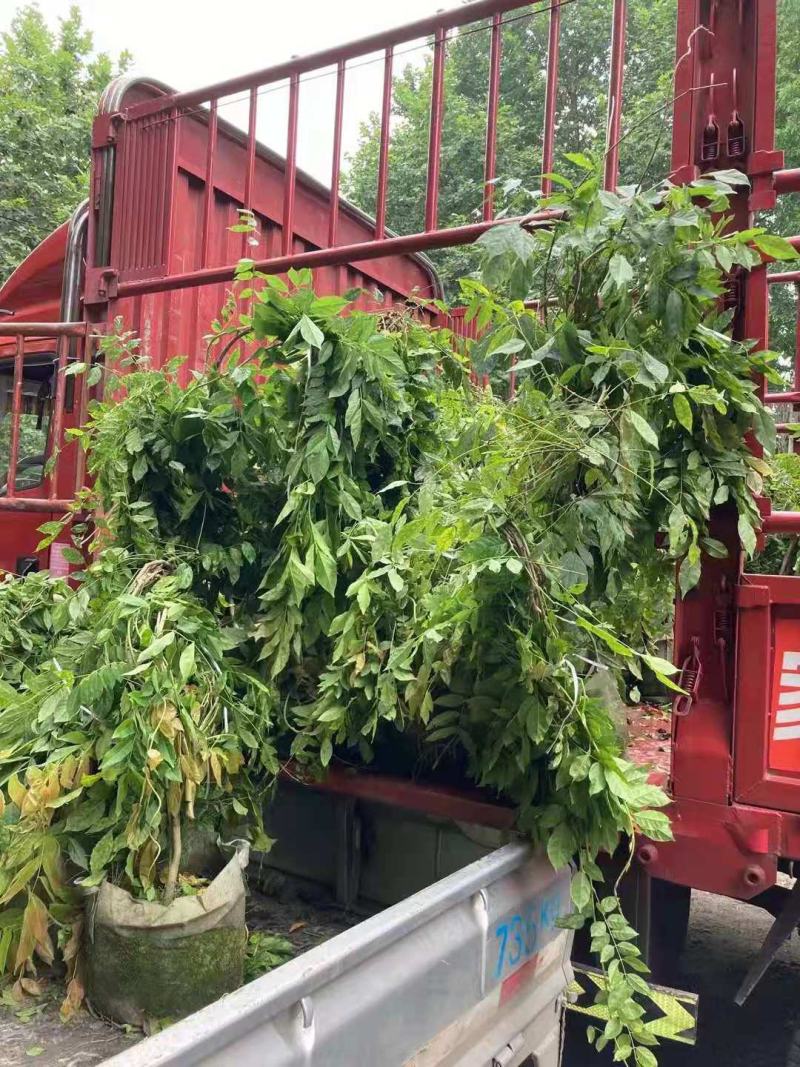 紫藤/绿化苗木/藤本植物/紫藤绿化/植树造林/乔灌木苗