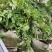 紫藤/绿化苗木/藤本植物/紫藤绿化/植树造林/乔灌木苗