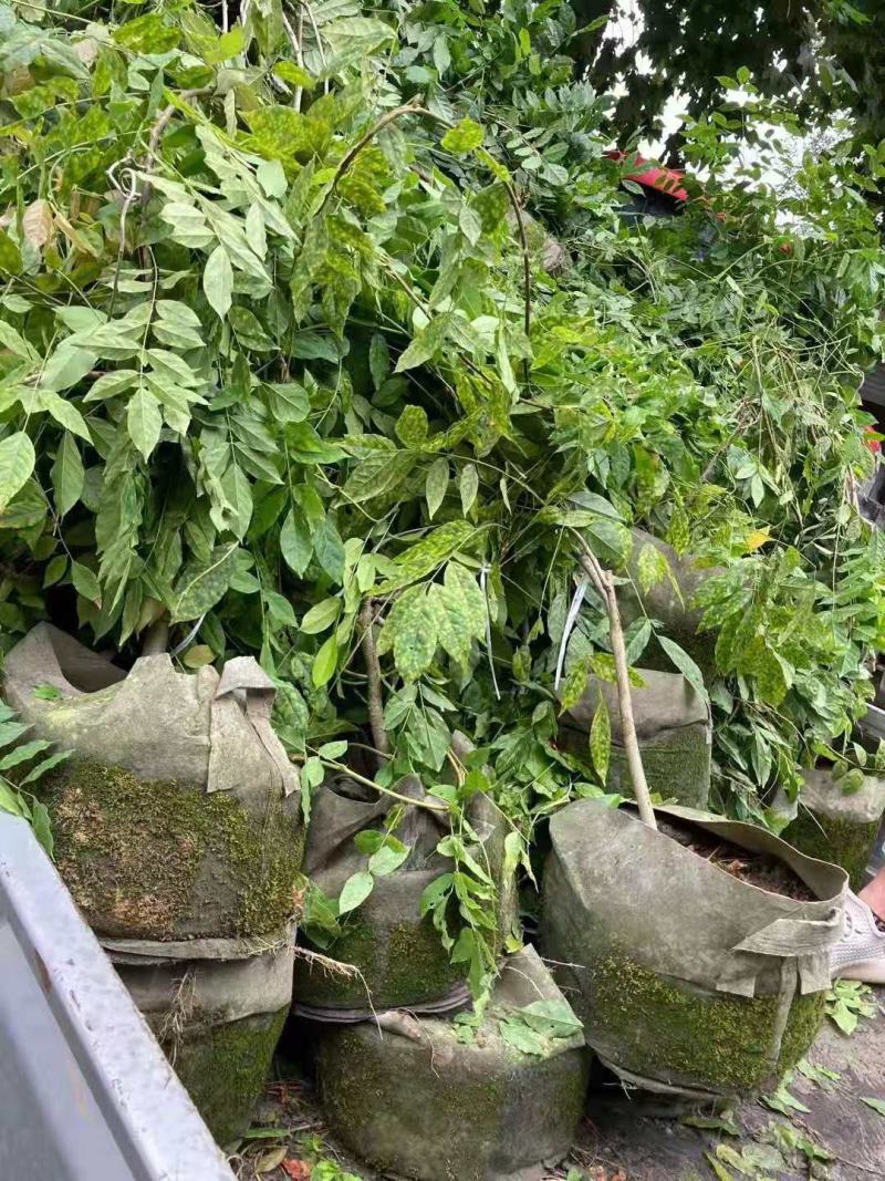 紫藤/绿化苗木/藤本植物/紫藤绿化/植树造林/乔灌木苗