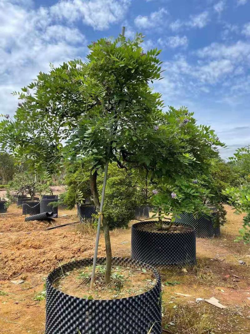紫藤/绿化苗木/藤本植物/紫藤绿化/植树造林/乔灌木苗