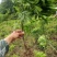 紫藤/绿化苗木/藤本植物/紫藤绿化/植树造林/乔灌木苗