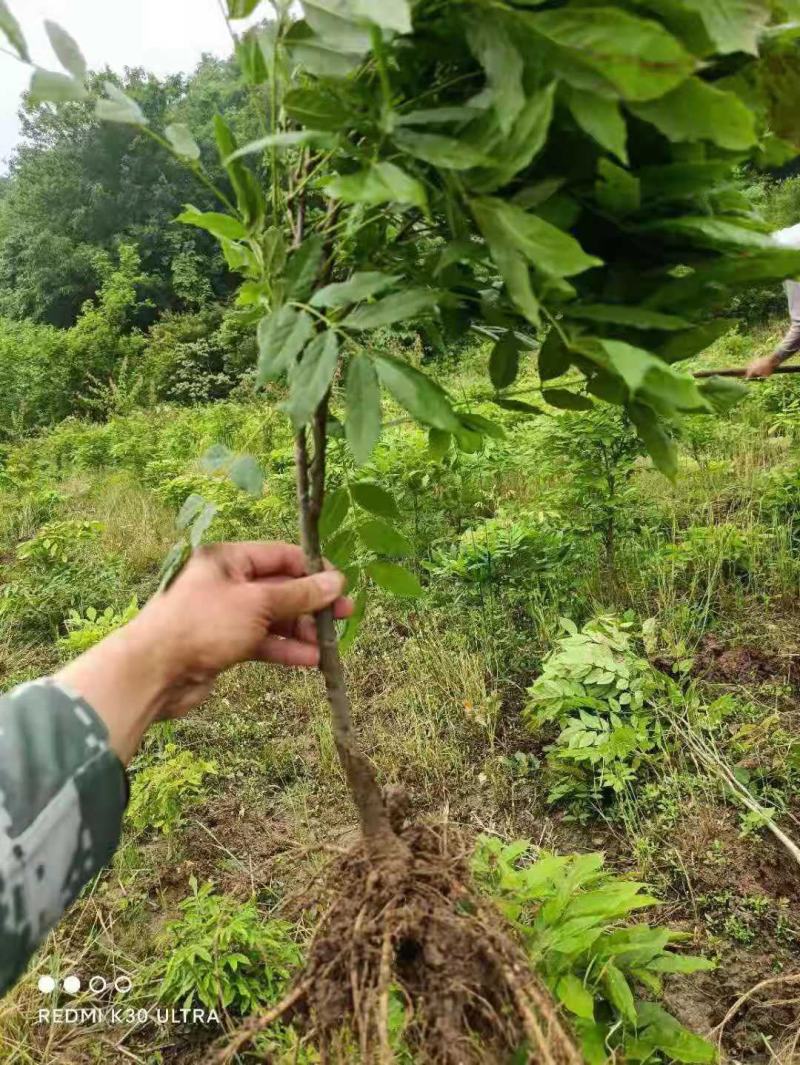 紫藤/绿化苗木/藤本植物/紫藤绿化/植树造林/乔灌木苗