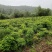 紫藤/绿化苗木/藤本植物/紫藤绿化/植树造林/乔灌木苗