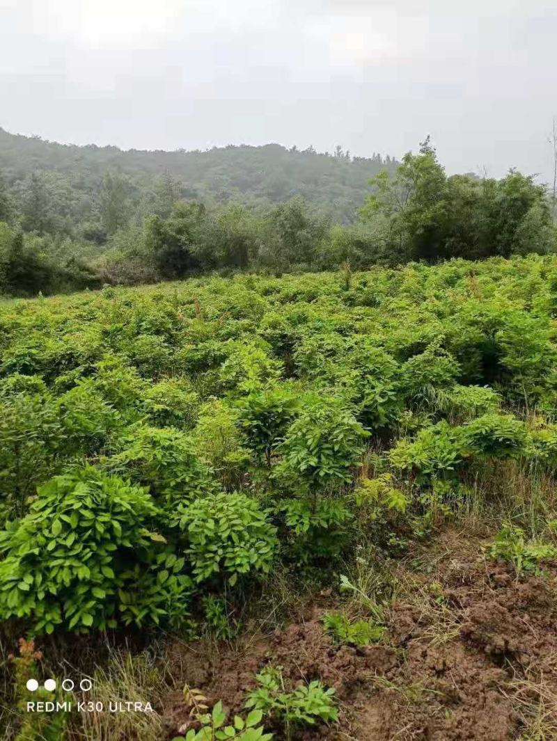 紫藤/绿化苗木/藤本植物/紫藤绿化/植树造林/乔灌木苗