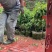 紫藤/绿化苗木/藤本植物/紫藤绿化/植树造林/乔灌木苗