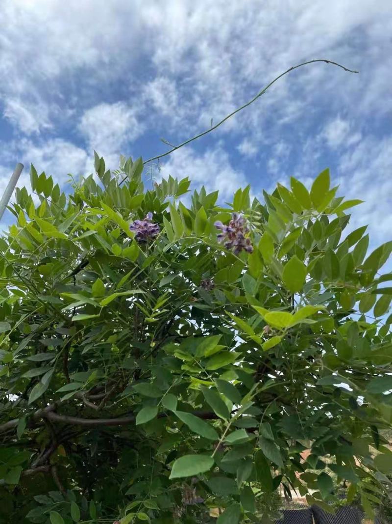 紫藤/绿化苗木/藤本植物/紫藤绿化/植树造林/乔灌木苗