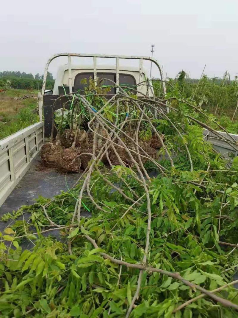 紫藤/绿化苗木/藤本植物/紫藤绿化/植树造林/乔灌木苗