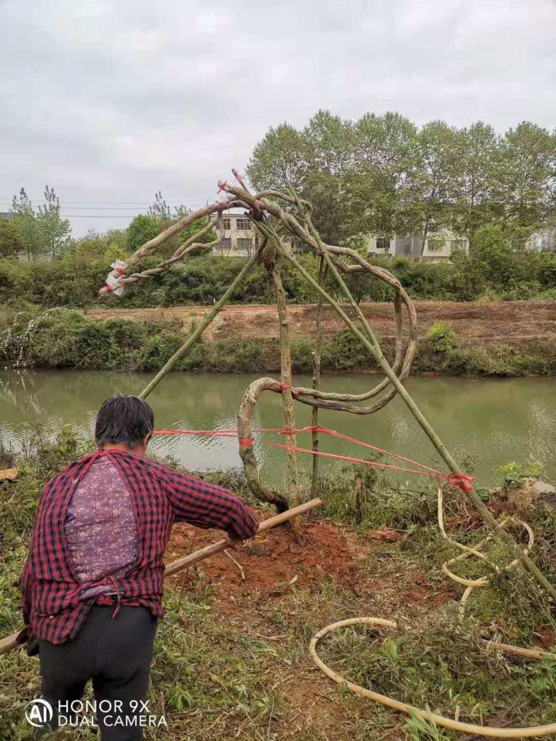 紫藤/绿化苗木/藤本植物/紫藤绿化/植树造林/乔灌木苗