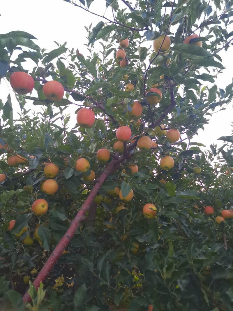 高原红嘎啦苹果，个头大，颜色漂亮，口感美得很