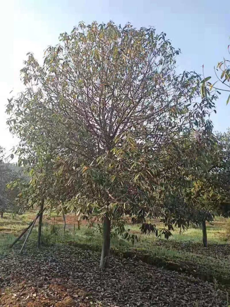 红花木莲/绿化苗木/乔灌木/木莲树苗/红木莲林木