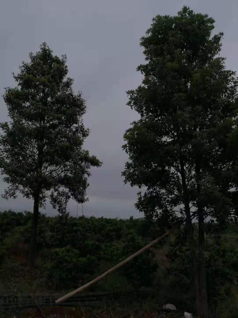 红花木莲/绿化苗木/乔灌木/木莲树苗/红木莲林木