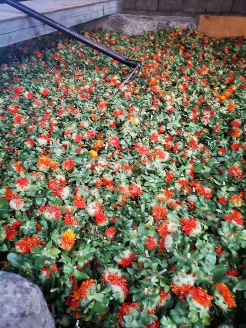 展会热卖藏红花朵地摊跑量干红花花红叶绿干度好