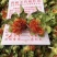 展会热卖藏红花朵地摊跑量干红花花红叶绿干度好