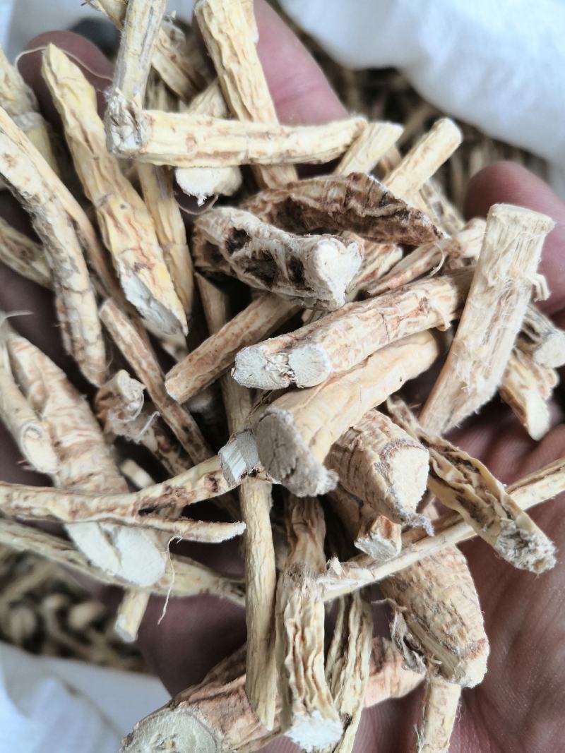 产地直销牛大力低价出售