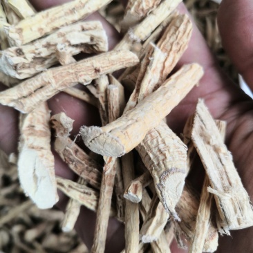 产地直销牛大力低价出售