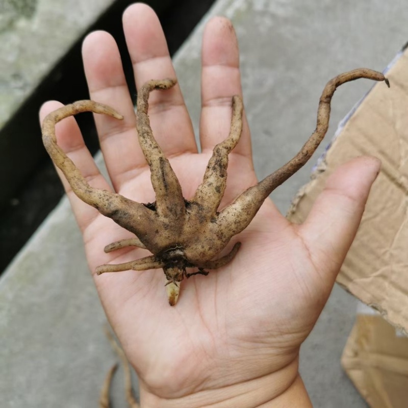 野生手掌参，高海拔产物，阳光雨水充足，品相完美，个头大。