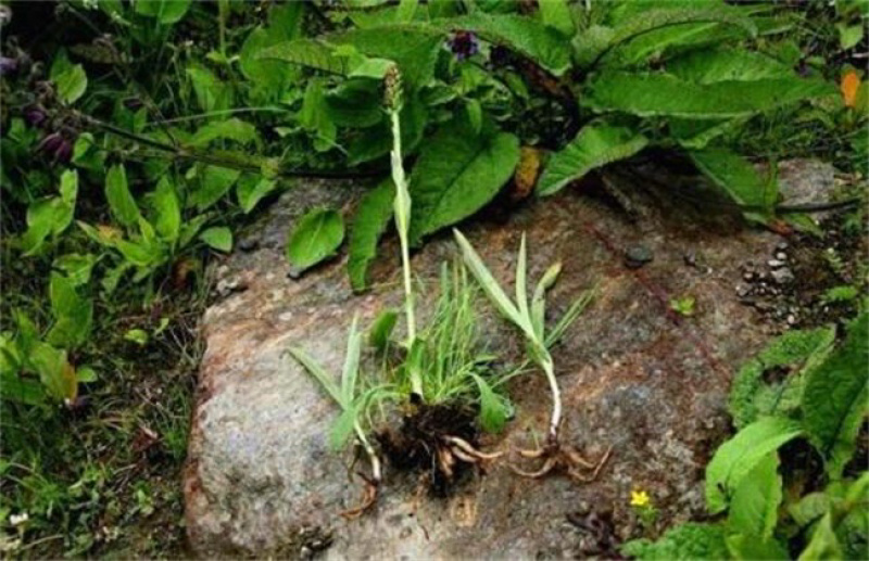 野生手掌参，高海拔产物，阳光雨水充足，品相完美，个头大。