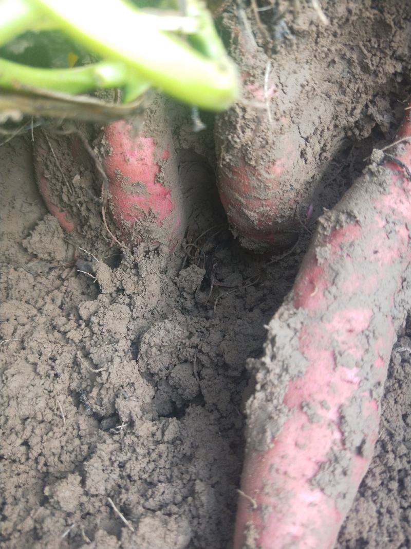 大量上市西瓜红薯有要了老板联系