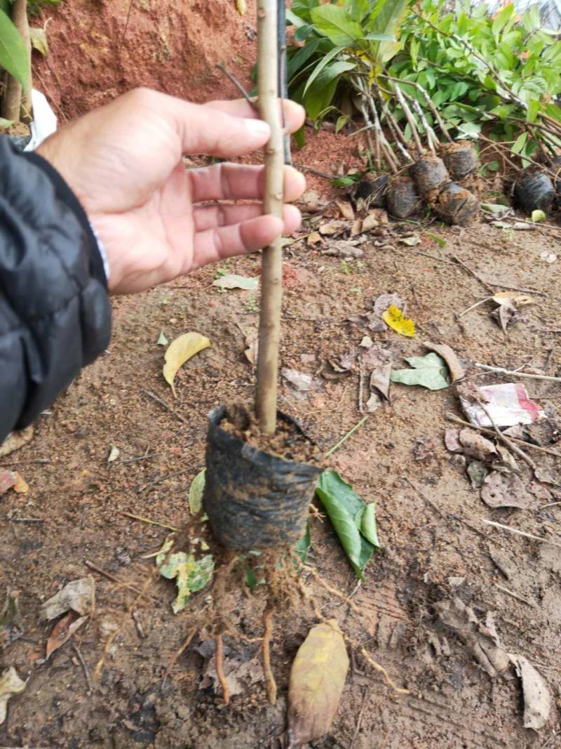 无核妃子笑荔枝杯苗早熟高产种植户之需求。