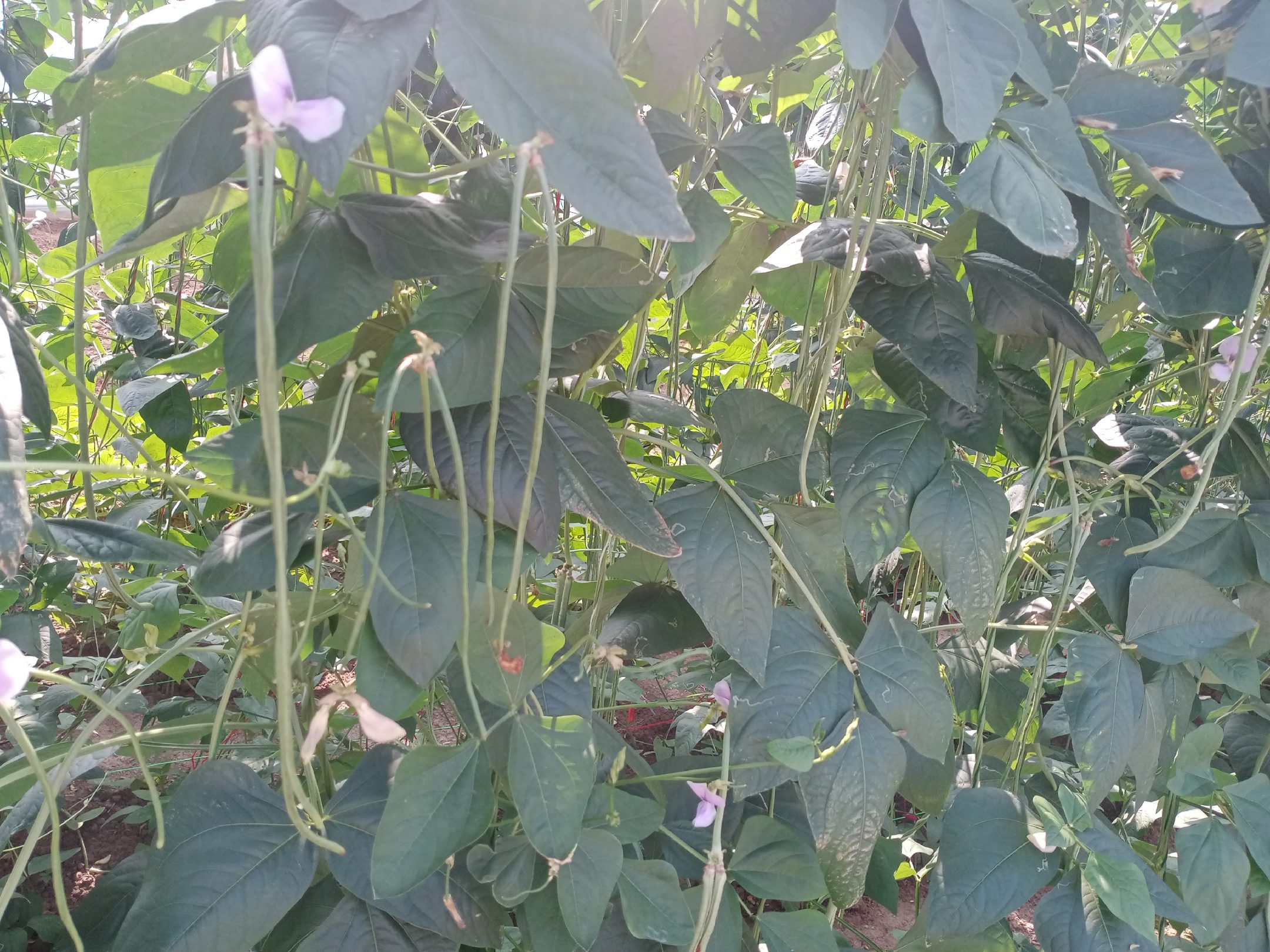 豆角在农田中生长的场景