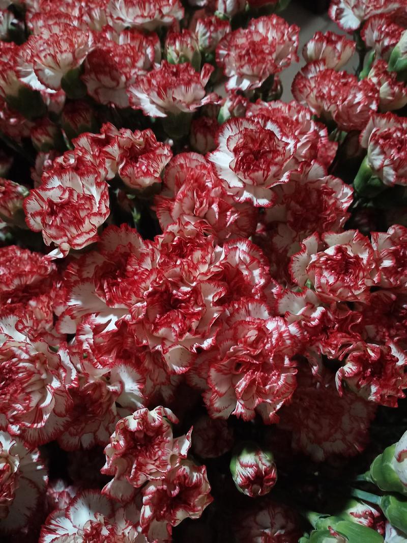 基地康乃馨鲜切花，一扎20支现做现发新鲜无库存，质量保证