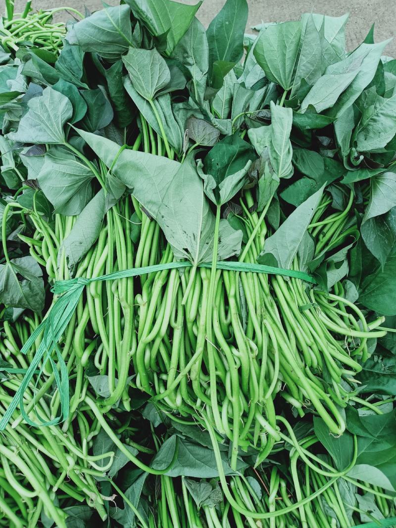 超一级西瓜红苗头茬苗