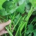 超一级西瓜红苗头茬苗