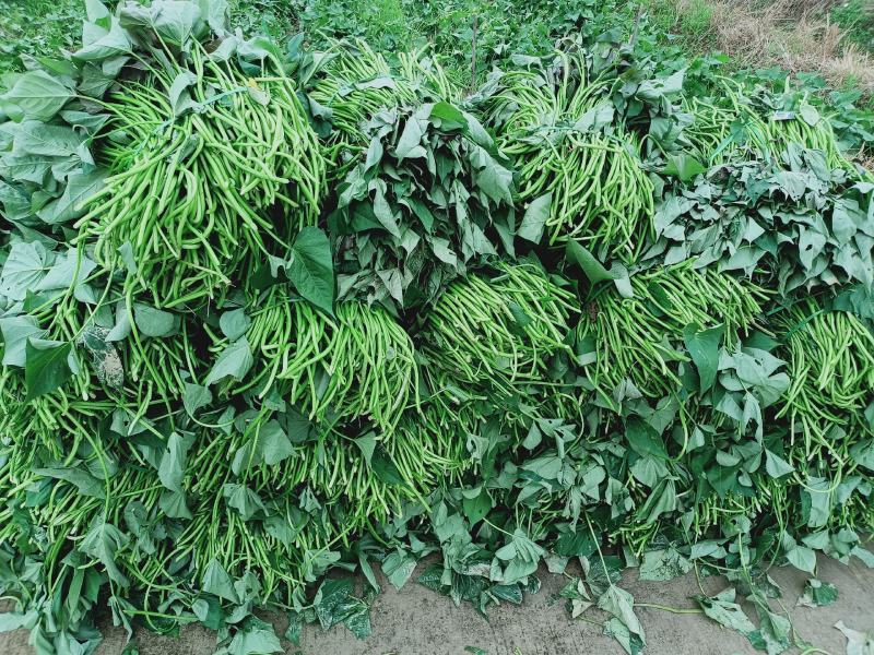 超一级西瓜红苗头茬苗