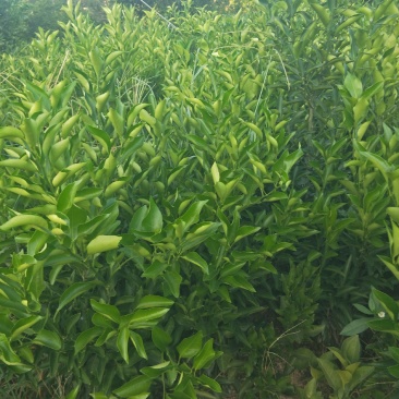 不知火，耙耙柑