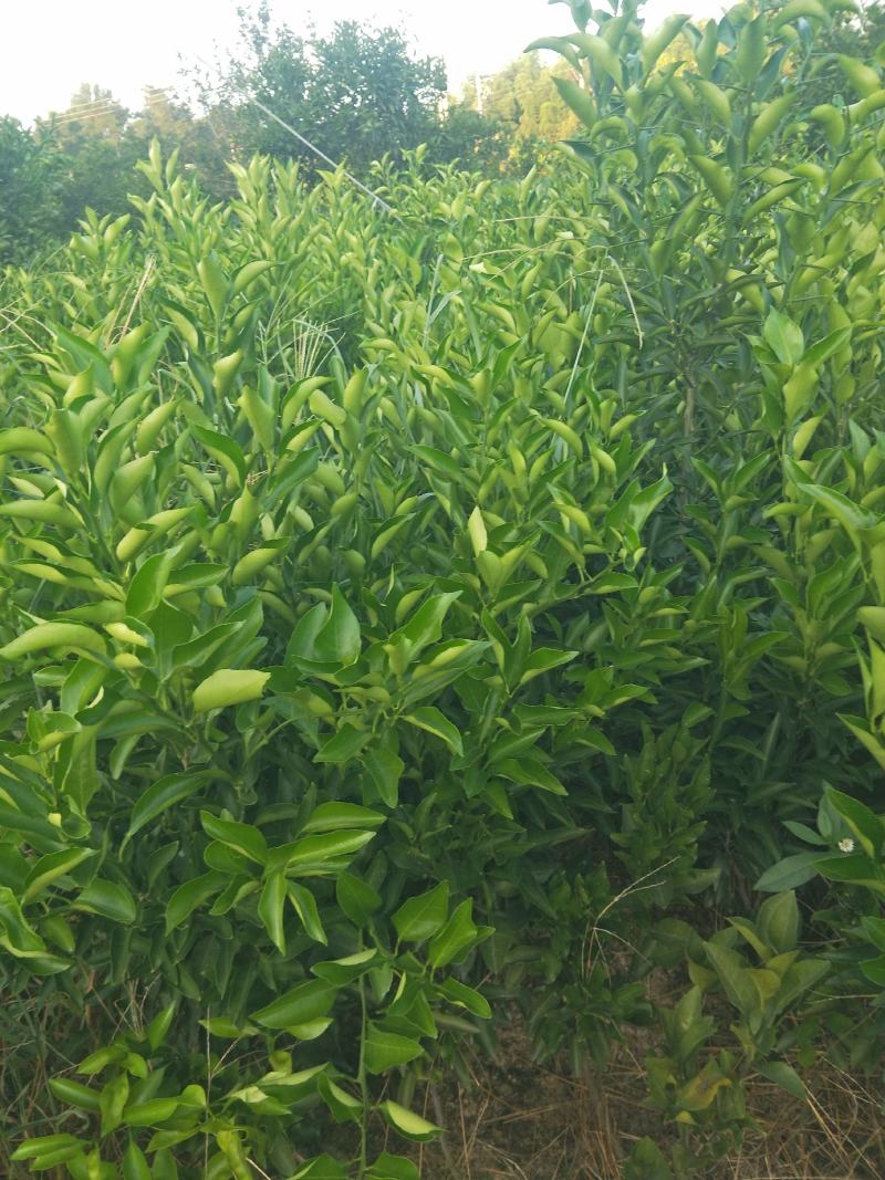 不知火，耙耙柑